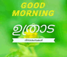 a green background with the words good morning and a yellow flower