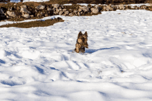 a dog is running through a snowy field with a rock wall in the background