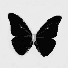 a black and white photo of a butterfly on a white surface