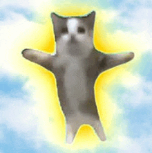 a cat is standing on its hind legs in the sky .