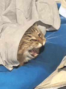 a cat laying under a blanket on a bed