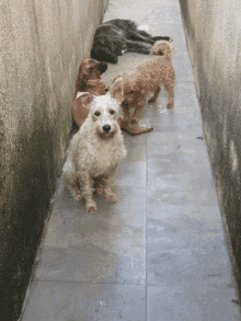 a group of dogs standing on a sidewalk looking at the camera