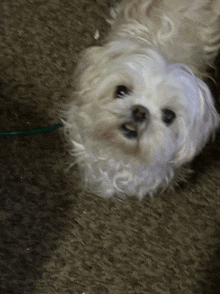 a small white dog with a green leash laying on a carpet