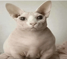 a hairless cat with big eyes is sitting on a bed .