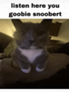 a cat is sitting on a person 's lap and says `` listen here you gooble snoobert '' .