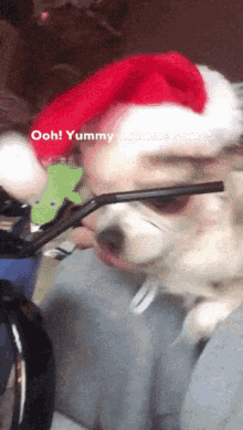 a dog wearing a santa hat is holding a straw