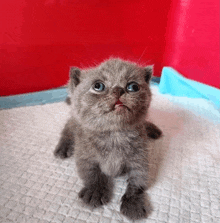 a small gray kitten is sitting on a white blanket and looking at the camera