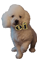 a small white poodle with the letters oi on it