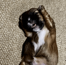 a brown and black dog laying on its back with its paws up