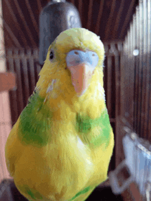 a yellow and green parakeet sitting in a cage looking at the camera