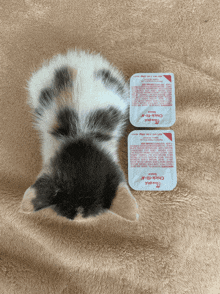 two packets of chick-fil-a sauce are next to a cat