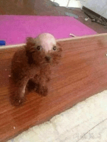 a small dog with a bald head is sitting on a wooden floor next to a pink mat .