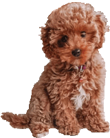 a brown poodle puppy with a pink collar is sitting on a white background