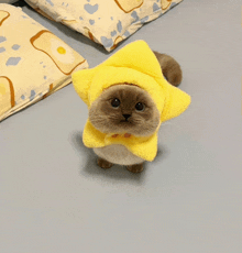 a cat wearing a yellow hat with a star on it