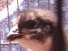 a close up of a bird 's head sitting in a cage .