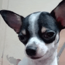 a black and white chihuahua dog is looking at the camera with a person holding it .