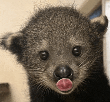 a close up of a small furry animal with its tongue out