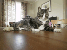 a cat is laying on a wooden table with a pink heart on it