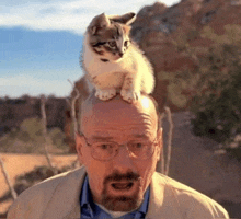 a bald man with glasses has a cat on top of his head