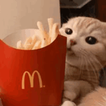 a cat is sitting next to a bag of french fries .