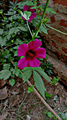 a purple flower with a red center is surrounded by greenery