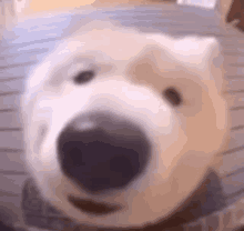 a close up of a polar bear 's face with a black nose .