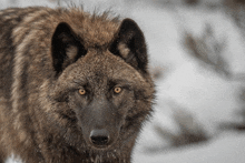 a close up of a wolf with yellow eyes