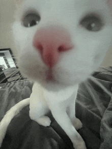 a close up of a white cat 's nose with a red spot