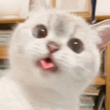 a close up of a white cat with a pink tongue sticking out .