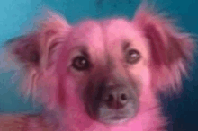 a close up of a pink dog looking at the camera with a blue background .