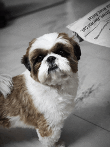 a small brown and white dog standing next to a newspaper that says " street peel wall call "