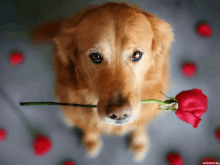 a dog holds a red rose in its mouth and looks up at the camera