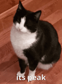 a black and white cat sitting on a wooden floor with the words " its peak " written below it