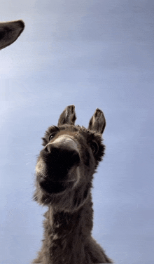 a donkey looking up at the camera with a blue sky behind it