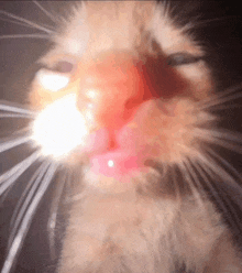 a close up of a cat 's face with the sun shining through its eyes .