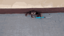 a crab is holding a knife in its paws