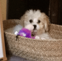 a puppy is sitting in a basket with a purple toy in its mouth