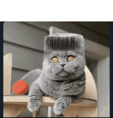 a cat with a square wig on its head