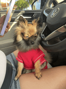 a small dog wearing a red sweater is sitting on a person 's lap in a volkswagen car