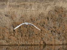 a bird is flying over a body of water with tall grass in the background