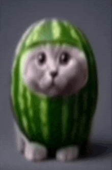 a cat is dressed as a watermelon and sitting on a table .