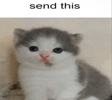 a gray and white kitten is sitting next to a text that says " send this "