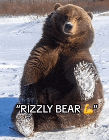 a grizzly bear sitting in the snow with the words " rizzly bear " written below it