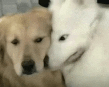 a white dog and a golden retriever are looking at each other .