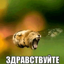 a lion is flying through the air with its mouth open and the words " zdravstvujte " below it .