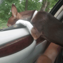 a brown dog is sticking its head out of the window