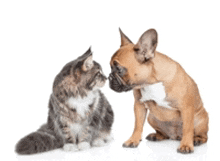 a dog and a cat are looking at each other on a white background