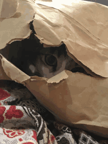 a cat is peeking out of a brown paper bag