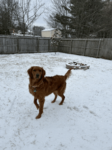 a brown dog is standing in the snow in front of a wooden fence