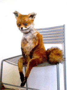 a stuffed fox is sitting on a chair and looking at the camera